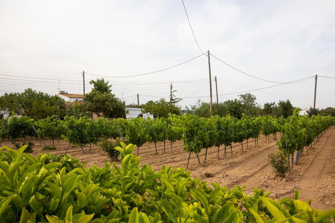 Masia Cal Sisplau, Con Piscina Y Rodeada De Vinedos A 10 Minutos De Vilafranca Del Penedes, Barcelona ,Cataluna San Martín Sarroca المظهر الخارجي الصورة
